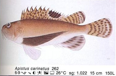 Apistus carinatus
